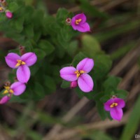 Sonerila firma (Thwaites ex C.B.Clarke) Lundin